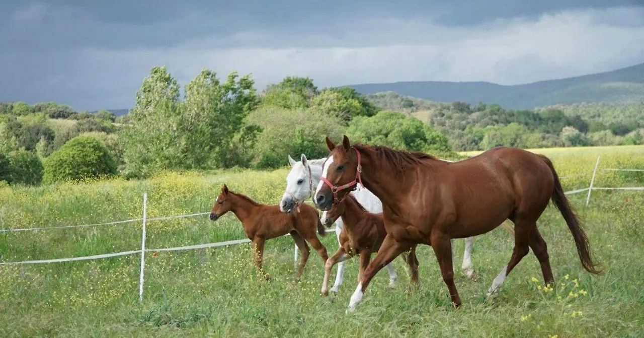Agriturismo Sant Anna Quarter Horse Cura Nuova Farm stay