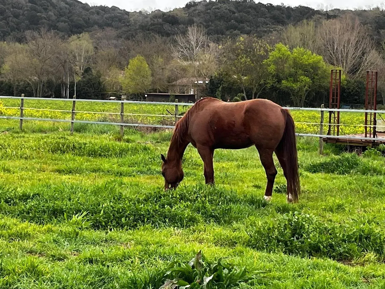 Agriturismo Sant Anna Quarter Horse Cura Nuova
