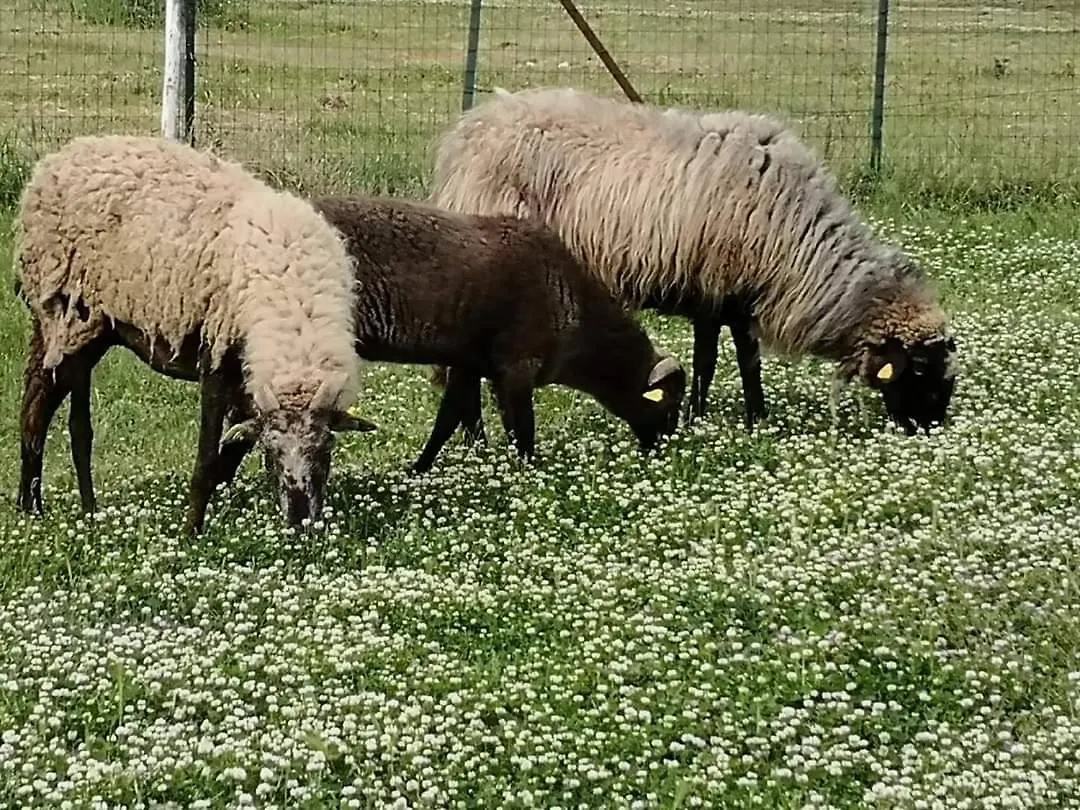 Farm stay Agriturismo Sant Anna Quarter Horse Cura Nuova Italy